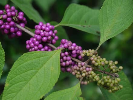 American Beautyberry (Callicarpa americana)