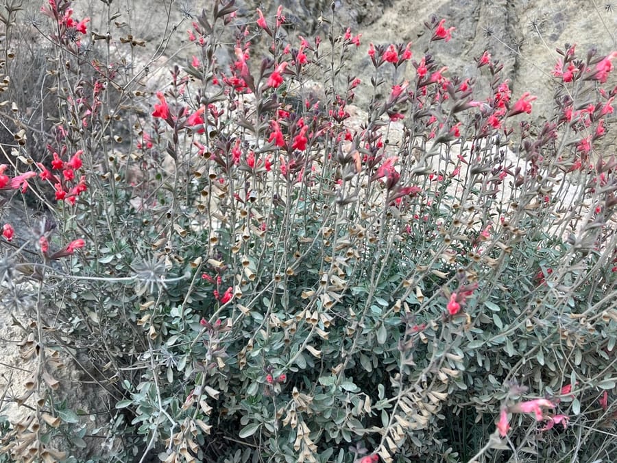 Autumn Sage (Salvia greggii)