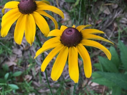 Black-eyed Susan (Rudbeckia hirta)