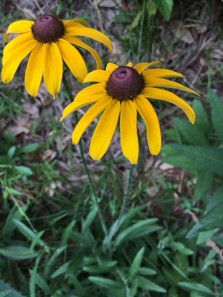 Black-eyed Susan (Rudbeckia hirta)