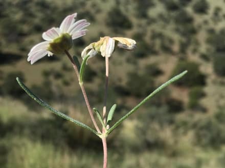 Blackfoot Daisy (Melampodium leucanthum)