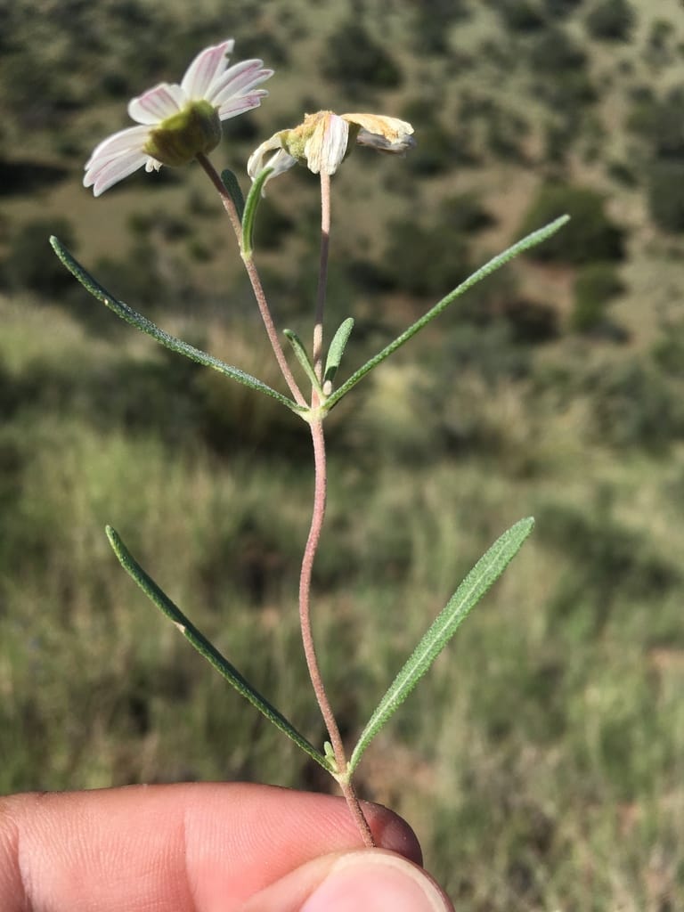 Blackfoot Daisy (Melampodium leucanthum)