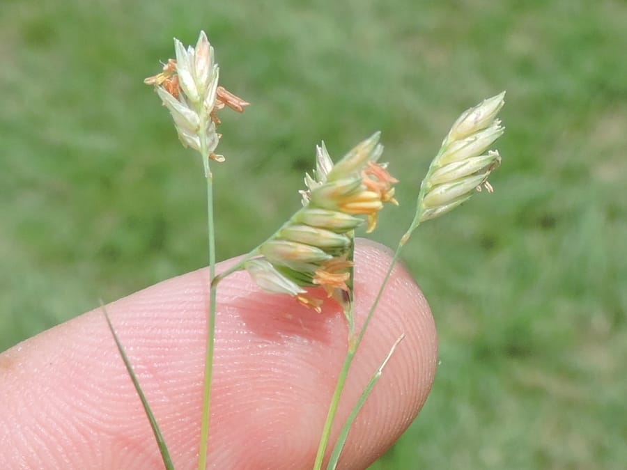 Buffalograss (Bouteloua dactyloides)