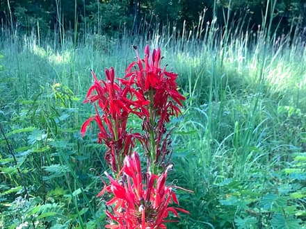 Cardinal Flower (Lobelia cardinalis)