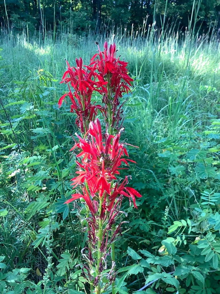Cardinal Flower (Lobelia cardinalis)