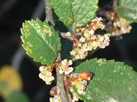 Cedar Elm (Ulmus crassifolia)