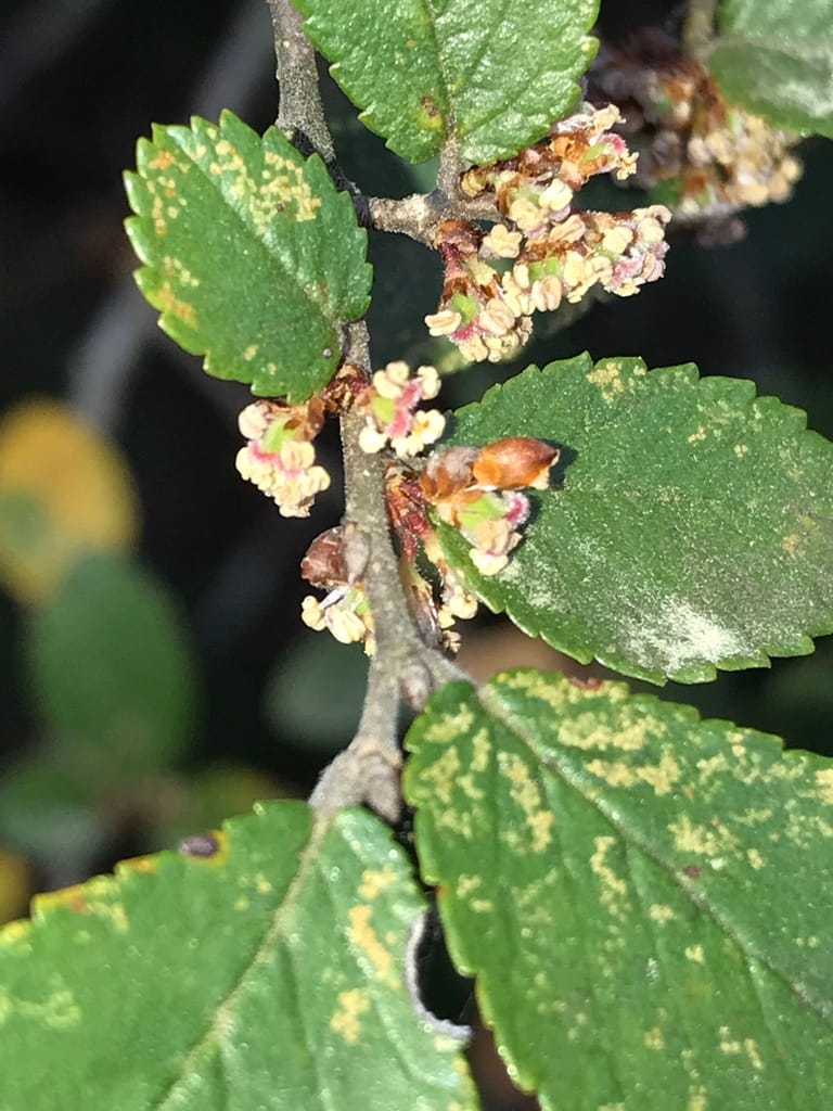 Cedar Elm (Ulmus crassifolia)