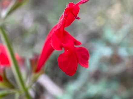 Cedar Sage (Salvia roemeriana)