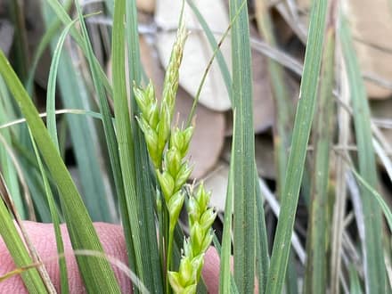 Cedar Sedge (Carex planostachys)