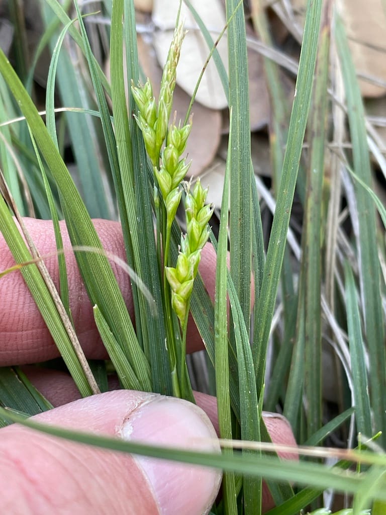 Cedar Sedge (Carex planostachys)