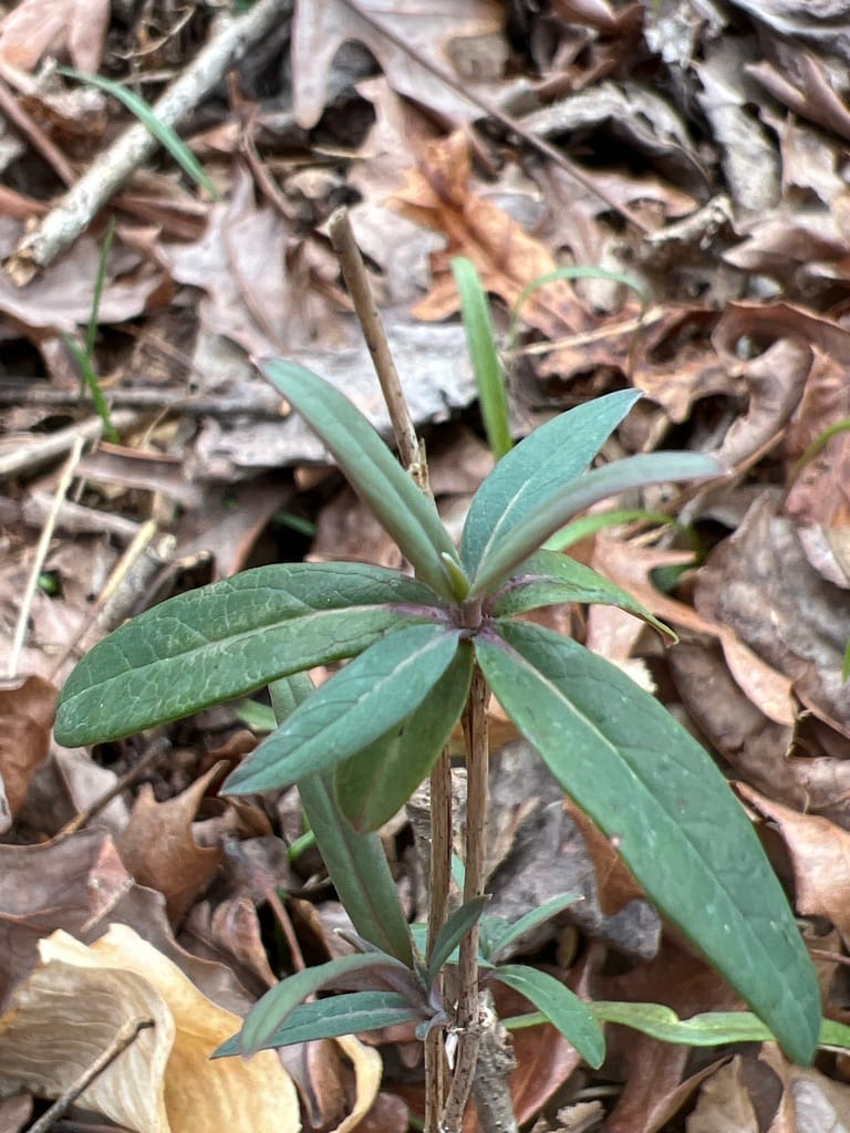 Coral Honeysuckle (Lonicera sempervirens)