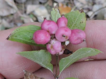 Coralberry (Symphoricarpos orbiculatus)