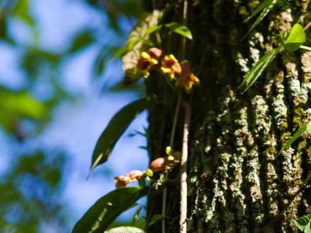 Crossvine (Bignonia capreolata)
