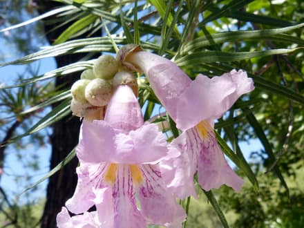 Desert Willow (Chilopsis linearis)