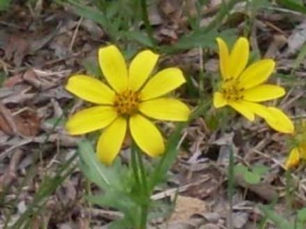 Engelmann Daisy (Engelmannia peristenia)