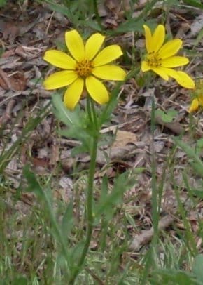 Engelmann Daisy (Engelmannia peristenia)
