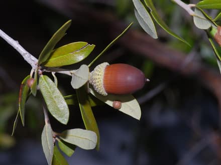 Escarpment Live Oak (Quercus fusiformis)