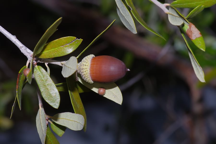 Escarpment Live Oak (Quercus fusiformis)