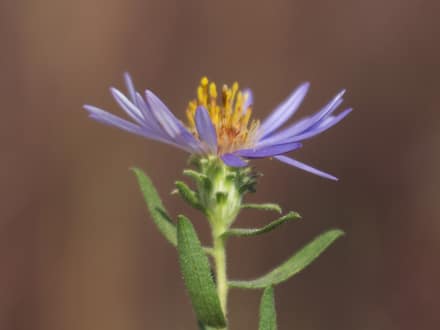 Fall Aster (Symphyotrichum oblongifolium)