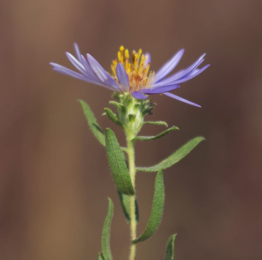 Fall Aster (Symphyotrichum oblongifolium)