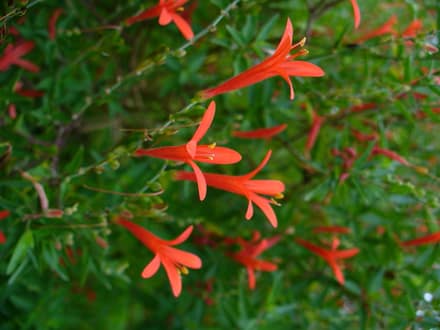 Flame Acanthus (Anisacanthus quadrifidus var. wrightii)
