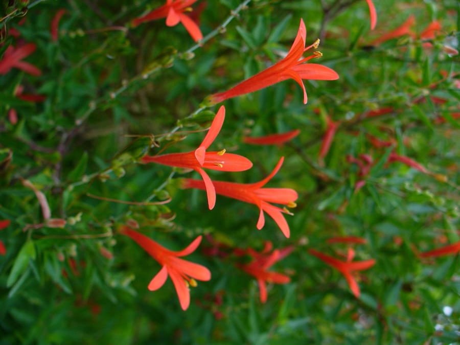 Flame Acanthus (Anisacanthus quadrifidus var. wrightii)