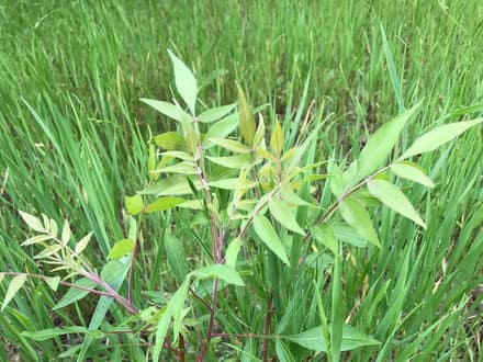 Flameleaf Sumac (Rhus lanceolata)