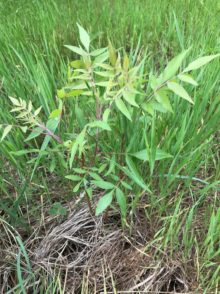 Flameleaf Sumac (Rhus lanceolata)