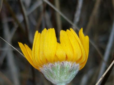 Four-nerve Daisy (Tetraneuris scaposa)