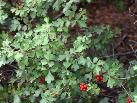 Fragrant Sumac (Rhus aromatica)