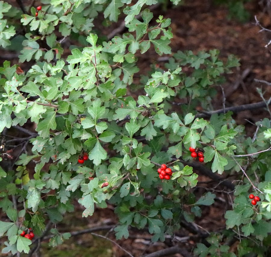 Fragrant Sumac (Rhus aromatica)