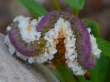Frogfruit (Phyla nodiflora)