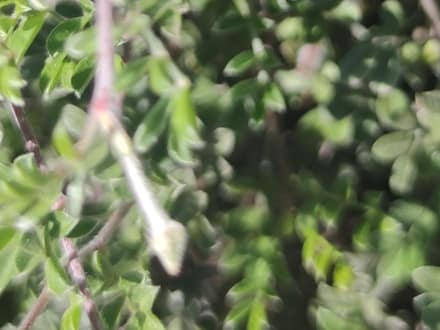 Gregg's Dalea (Dalea greggii)