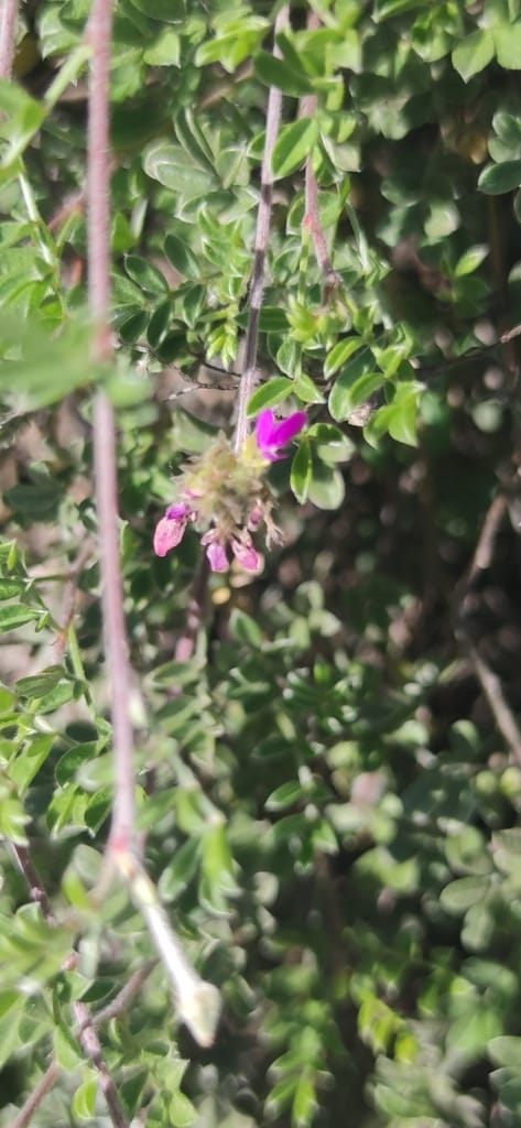 Gregg's Dalea (Dalea greggii)