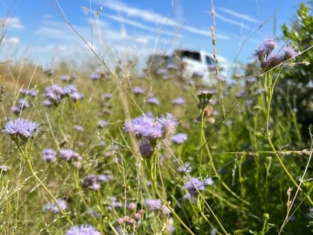 Gregg's Mistflower (Conoclinium greggii)