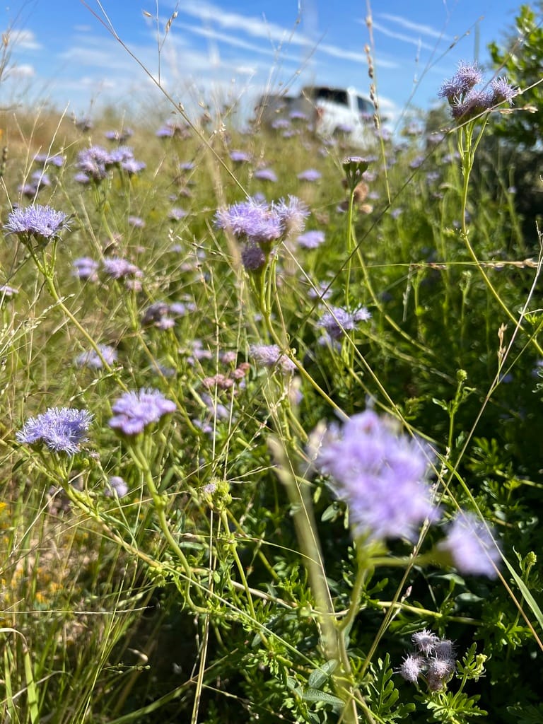 Gregg's Mistflower (Conoclinium greggii)