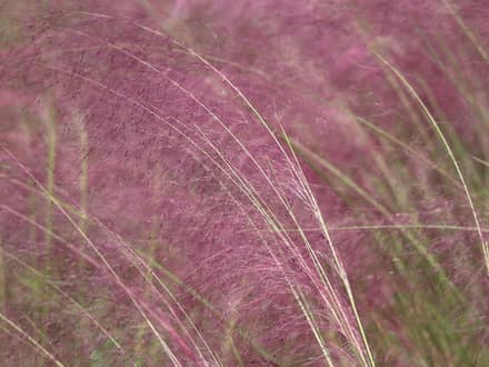 Gulf Muhly (Muhlenbergia capillaris)