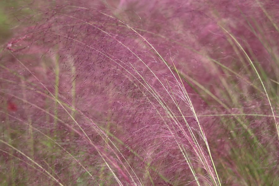 Gulf Muhly (Muhlenbergia capillaris)
