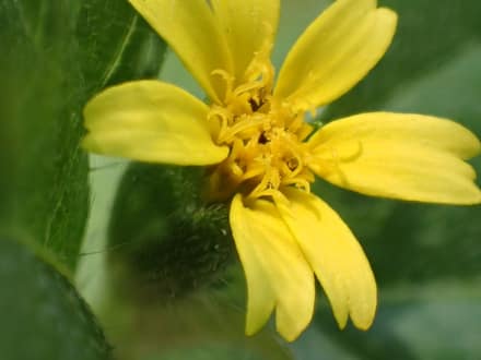 Horseherb (Calyptocarpus vialis)