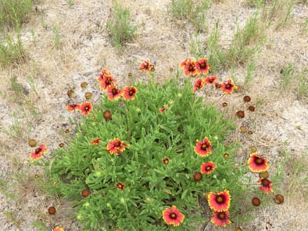 Indian Blanket (Gaillardia pulchella)