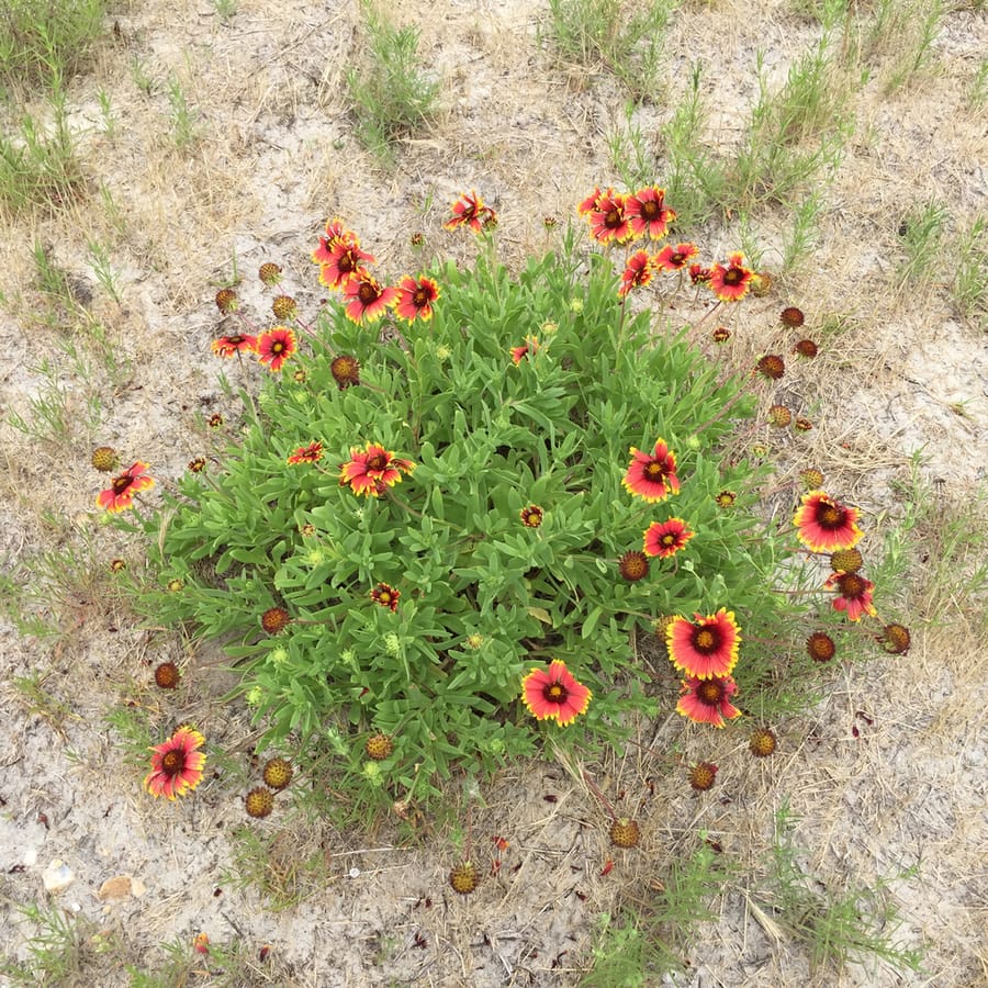 Indian Blanket (Gaillardia pulchella)
