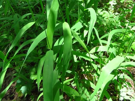 Inland Sea Oats (Chasmanthium latifolium)