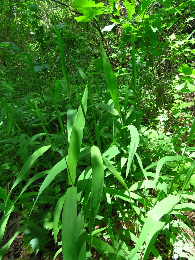 Inland Sea Oats (Chasmanthium latifolium)