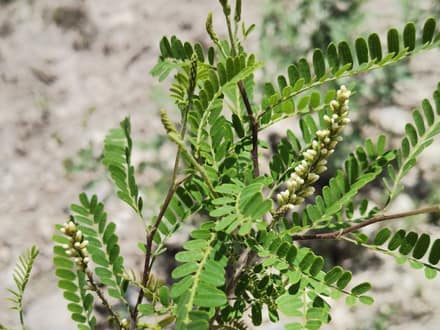 Texas Kidneywood (Eysenhardtia texana)