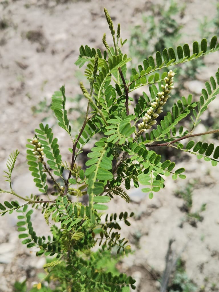 Texas Kidneywood (Eysenhardtia texana)