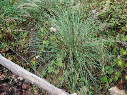 Lindheimer's Muhly (Muhlenbergia lindheimeri)