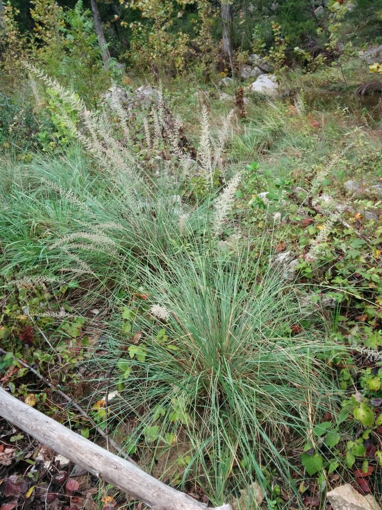 Lindheimer's Muhly (Muhlenbergia lindheimeri)