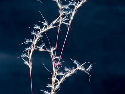 Little Bluestem (Schizachyrium scoparium)