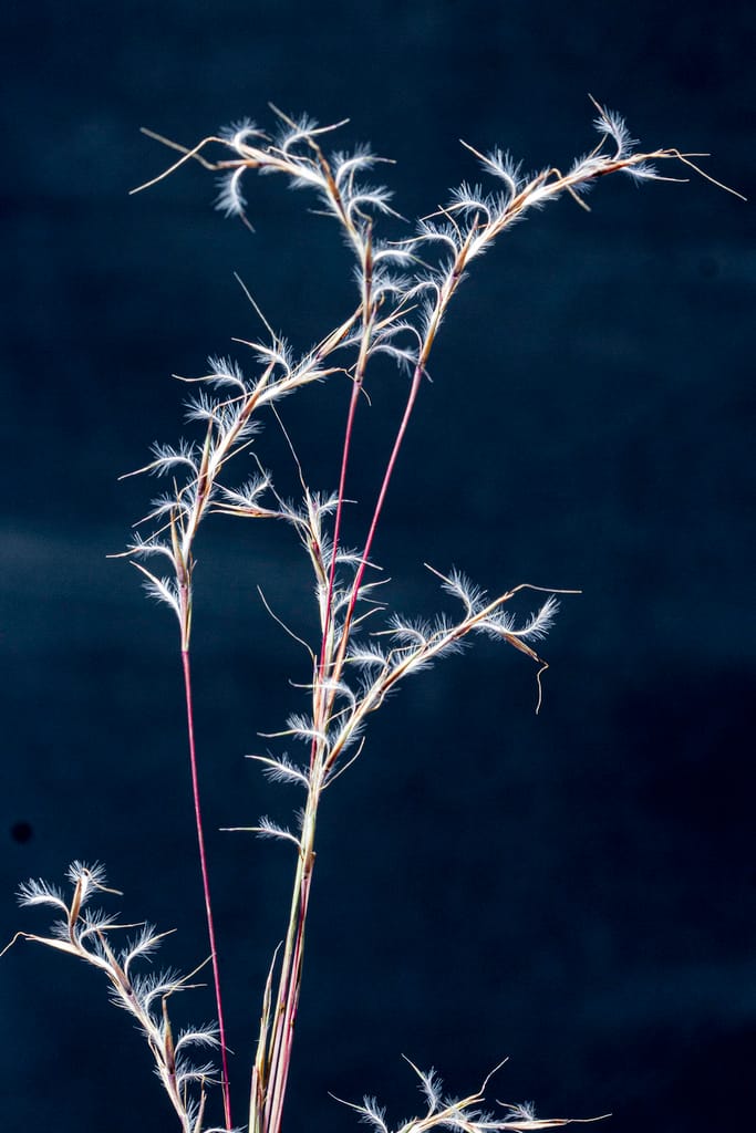 Little Bluestem (Schizachyrium scoparium)