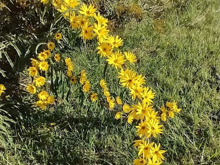 Maximilian Sunflower (Helianthus maximiliani)